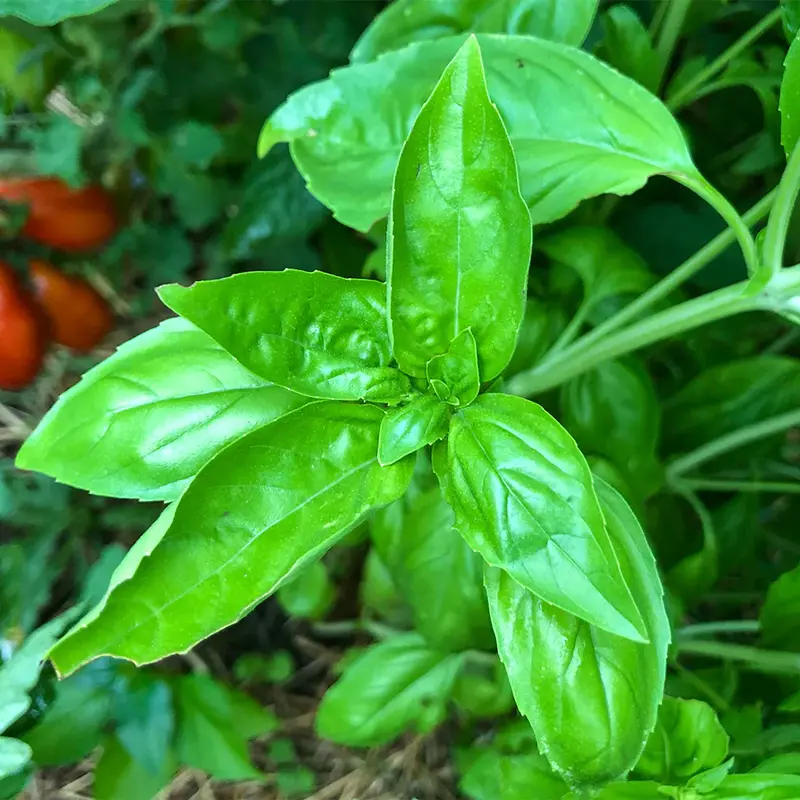 Basil