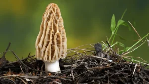 The surprising world of mushrooms